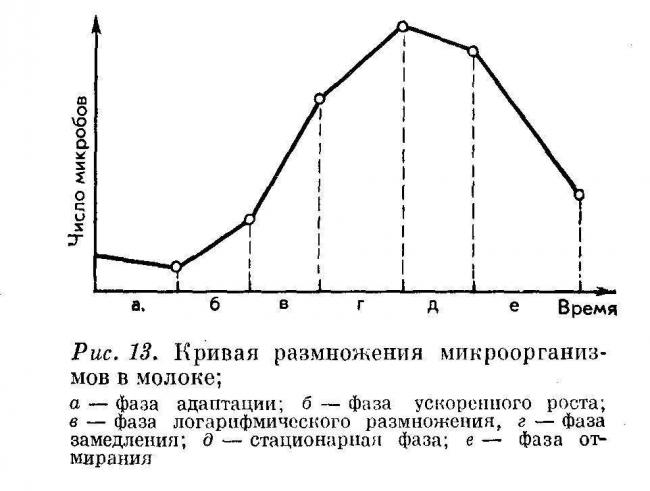 Царство бактерий, строение и жизнедеятельность мельчайших организмов