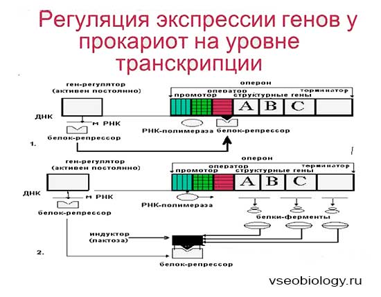 Регуляция экспрессии генов