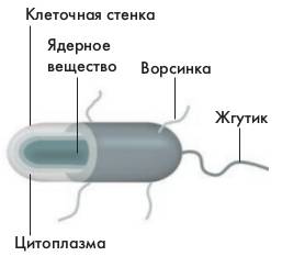 «субтильная» сенная бацилла – палочка bacillus subtilis