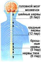 Нервная система | энциклопедия кругосвет