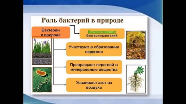 Опасная микрофлора рядом: множество способов размножения патогенных микроорганизмов