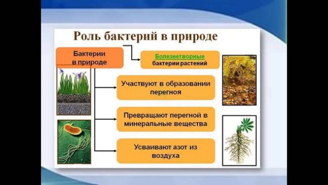 Представители царства бактерий – мельчайшие живые организмы