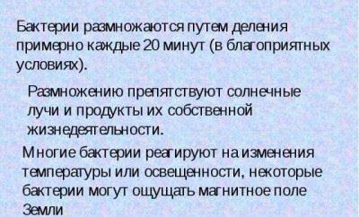 Рост и размножение бактерий