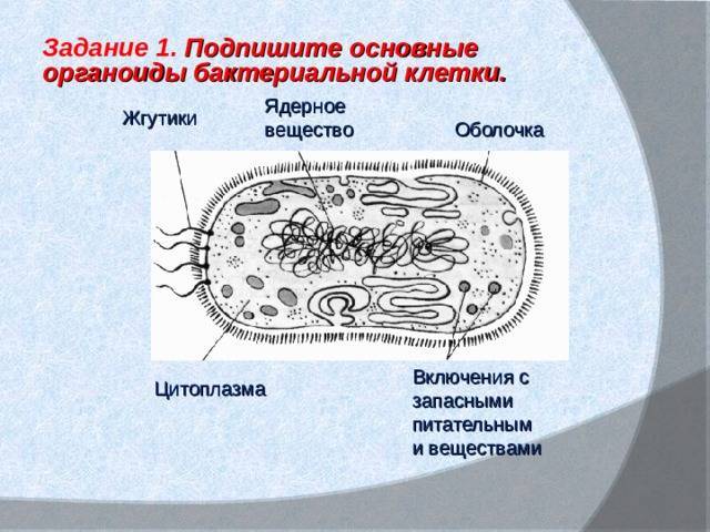 Роль бактерий в жизни человека и в природе