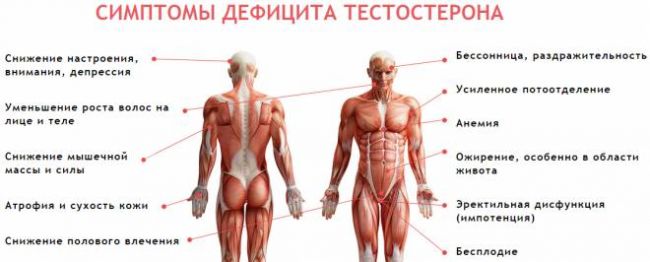 Роль тестостерона в жизни мужчины