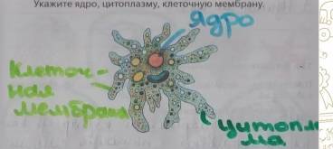 Почему бактерии относят к примитивной форме жизни и чем они отличаются от растений других организмов?