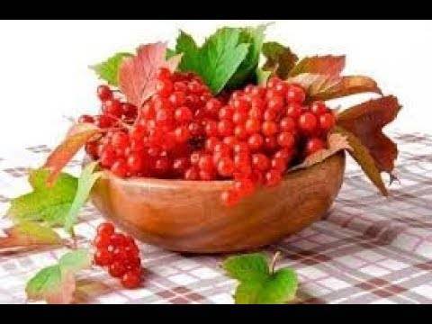 Калина при простуде и кашле