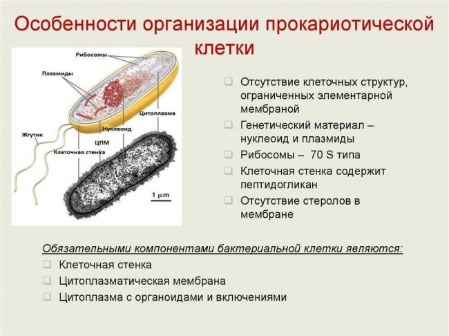 Строение бактериальной клетки