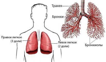 Мокрота с кровью при кашле