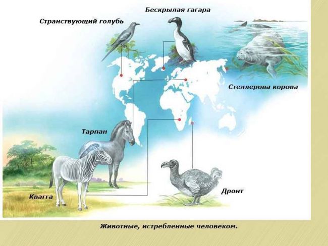 Царства живых организмов