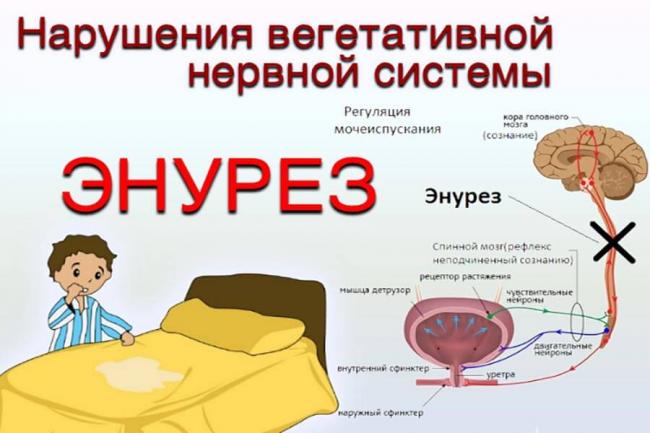 Энурез и энкопрез. недержание мочи или кала - виды, причины, признаки, методы лечения – психотерапия, лекарственная терапия, методы самопомощи. :: polismed.com