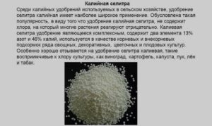 Калиевая селитра (нитрат калия): свойства, как применять для подкормки