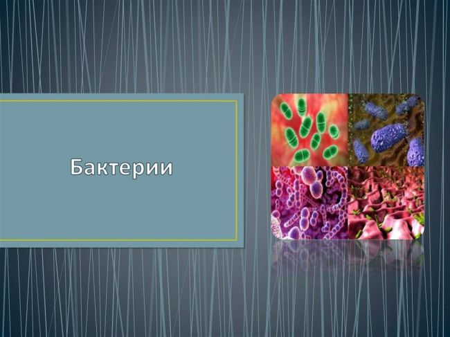 Бактерия – клетка без ядра