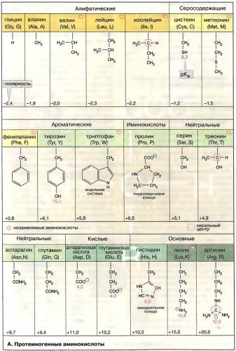 Классификация аминокислот | химия онлайн