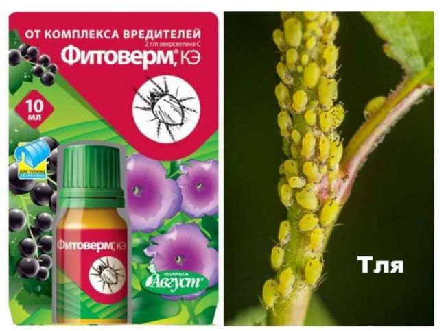 Фитоверм