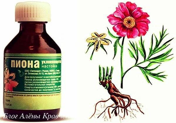 Настойка пиона