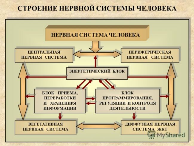 Введение центральная нервная система строение
