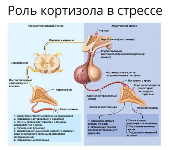 Кортизол - гормон коры надпочечников - функции