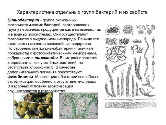 Царство микроорганизмов виды