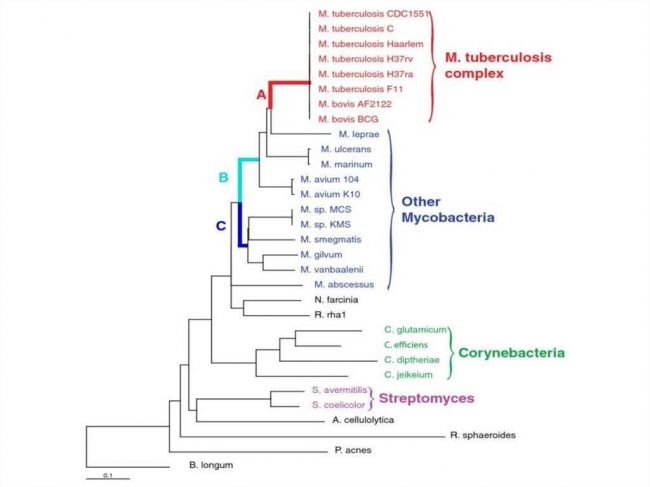 Mycobacterium tuberculosis — википедия. что такое mycobacterium tuberculosis