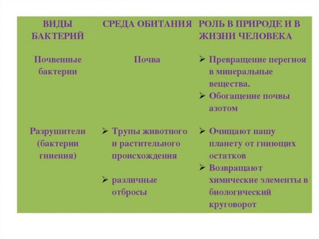 Важность роли бактерий и грибов в биоценозах земли