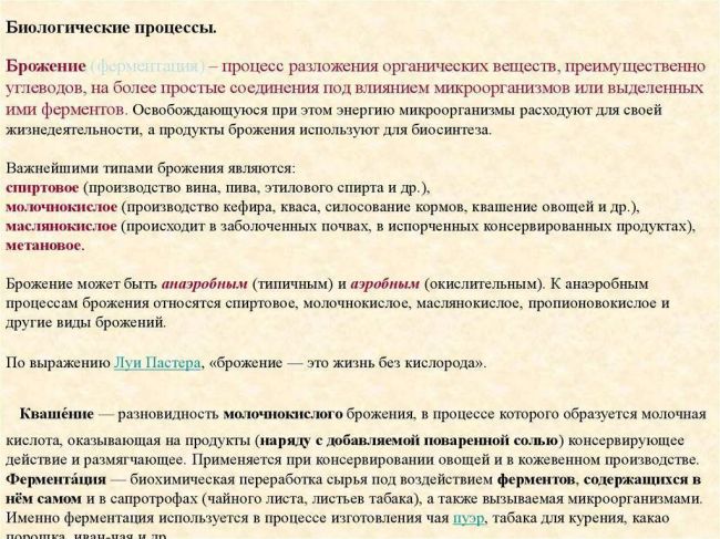 Молочнокислые бактерии: виды, классификация, значение