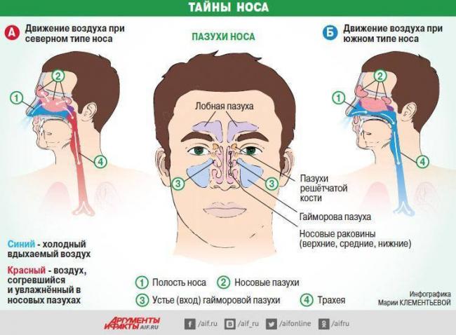 Почему у взрослых ночью закладывает нос и как бороться с этим симптомом