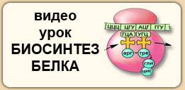 Нуклеоид