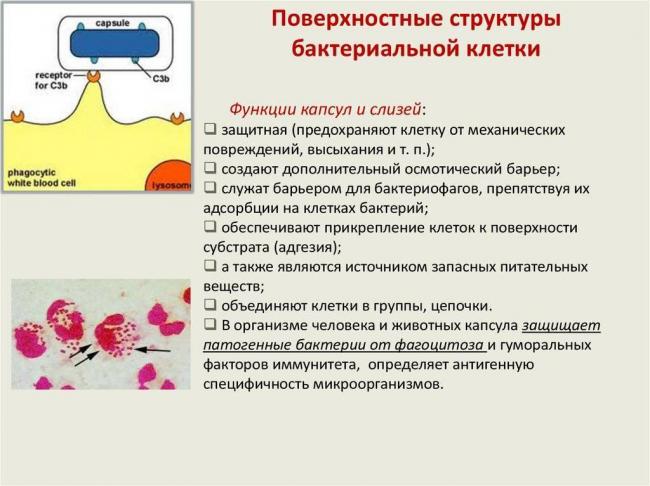Строение бактериальной клетки