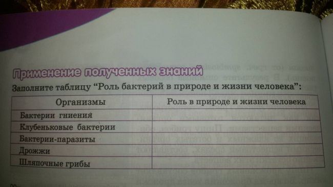 Роль бактерий в жизни человека. полезные бактерии
