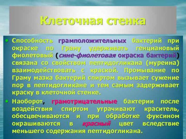 Какого цвета бактерии?
