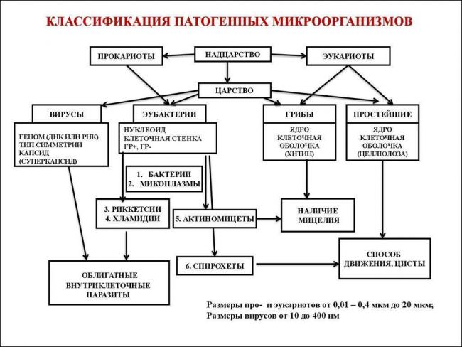 Бактерии – это одноклеточные организмы