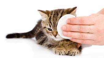 Коронавирусная инфекция кошек. fecv - feline enteric coronavirus.вирусный перитонит кошек. fip- feline infectious peritonitis.