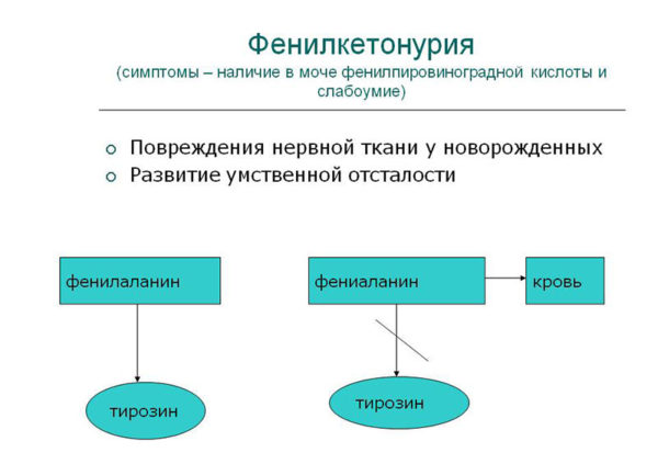 У человека фенилкетонурия наследуется как рецессивный признак. заболевание связано с отсутствием фермента,расщепляющего фенилаланин. избыток этой аминокислоты в крови приводит к поражению центральной нервной системы и развитию слабоумия. определите вероят
