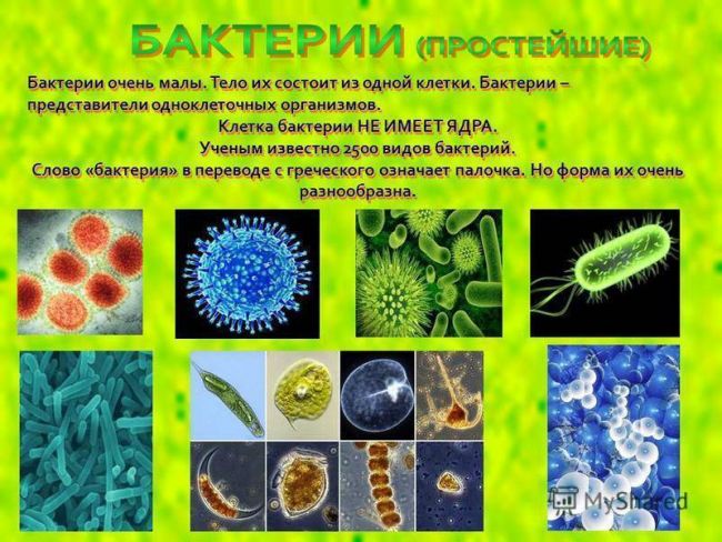 Презентация по окружающему миру на тему " царство живой природы. бактерии" ( 2 класс)