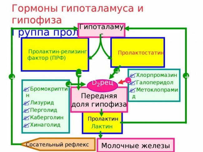 Актг (адренокортикотропный гормон, кортикотропин) в крови