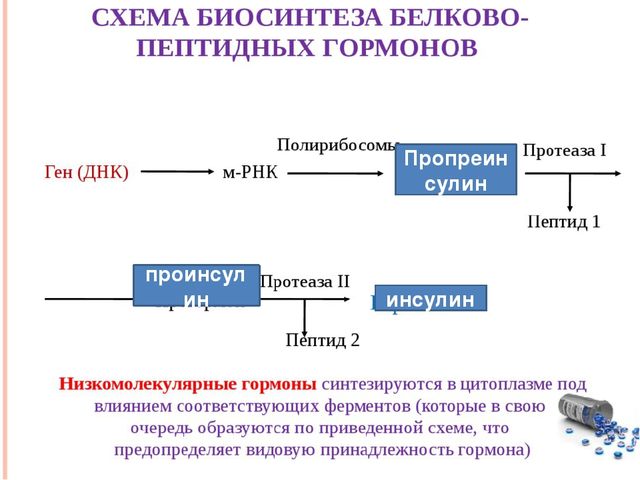 Гормоны поджелудочной железы