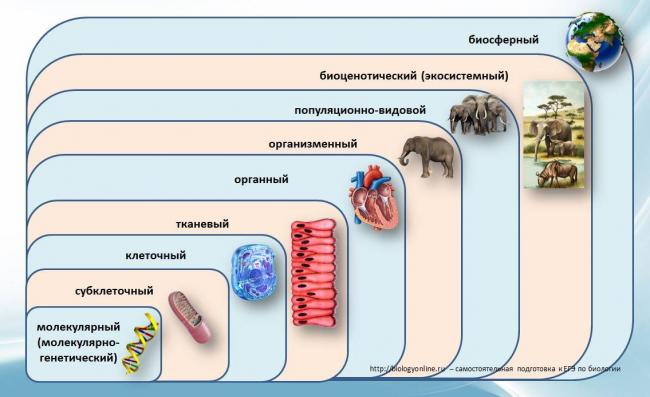 Некоторые молекулы днк имеют кольцевую форму - днк: генетическая роль, структура и репликация - информация - биохимия том 3 - л. страйер - 1984