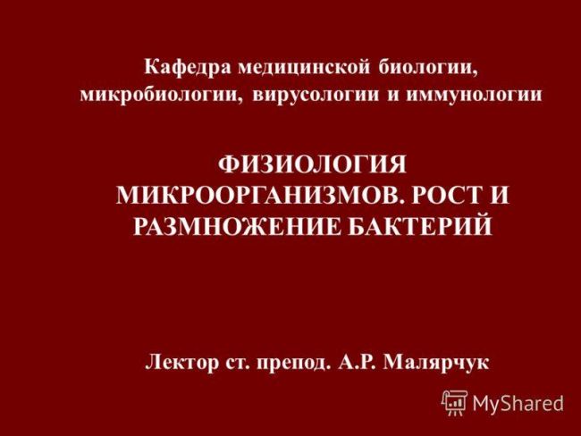 Бактерии