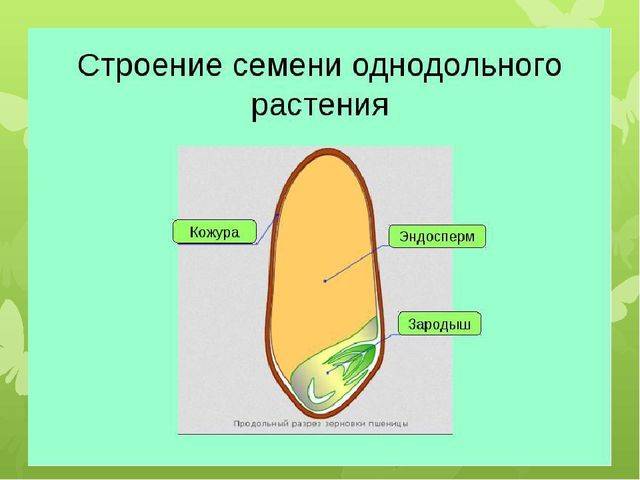 Кто правит миром – мы или бактерии?