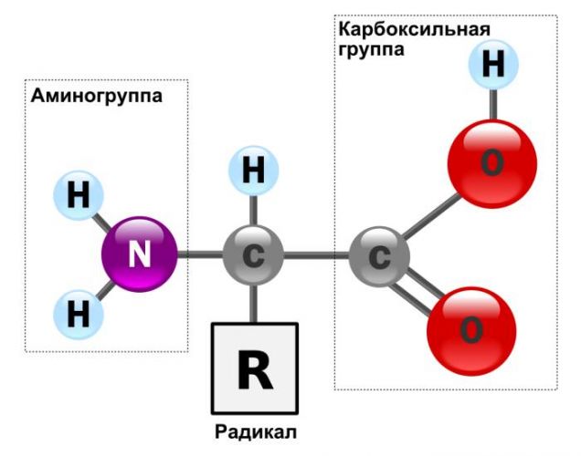 Аминокислоты. свойства аминокислот., калькулятор онлайн, конвертер