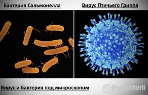 Проект по биологии на тему: «бактерии . разнообразие бактерий. место и значение бактерий на планете земля»