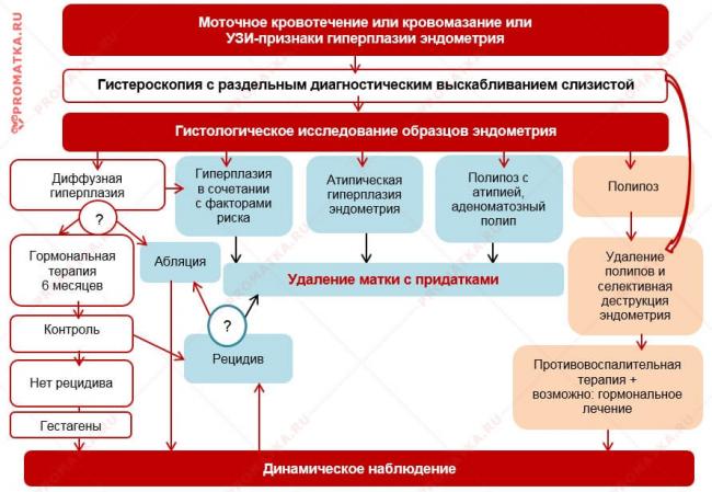 Нормальная гистология эндометрия