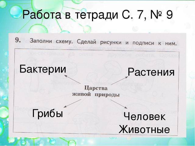Биология: написать представителей царства живой природы: животных,растений,грибов,бактерий/