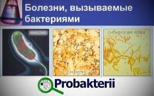 Значение болезнетворных бактерий