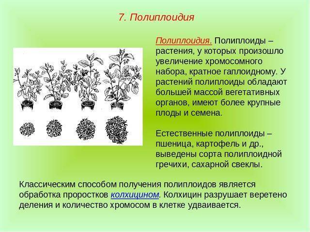 Почему бактерий считают древними. бактерии – самые древнейшие организмы на земле