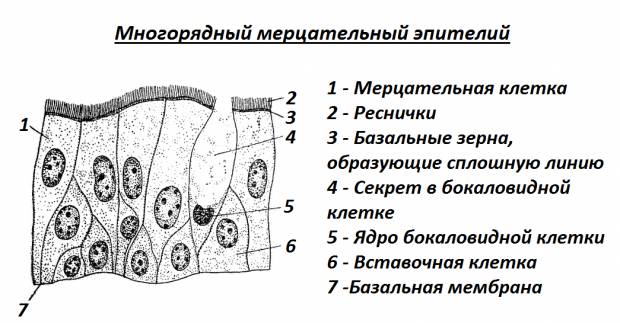 Недолеченная пневмония последствия у взрослых