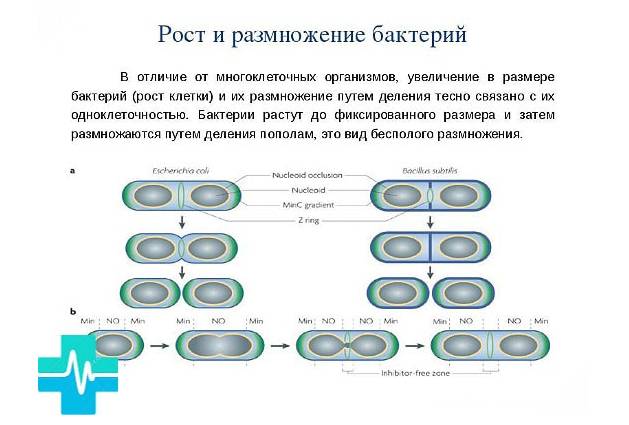 Какие факторы способствуют росту и развитию бактерий в различных средах