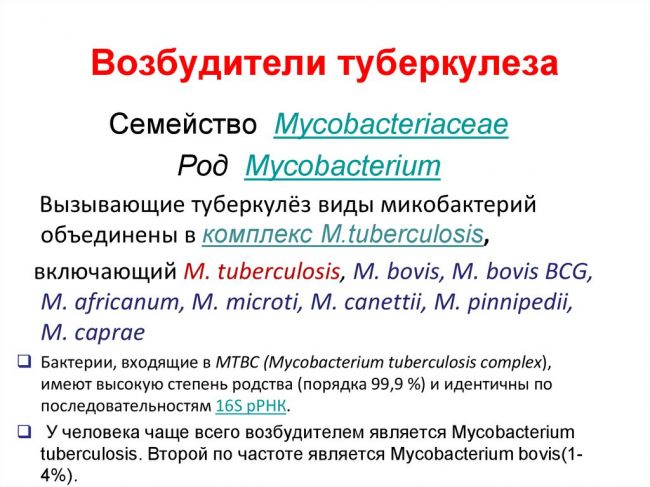 Возбудитель туберкулеза - пути заражения и живучесть бактерии, профилактика и методы терапии