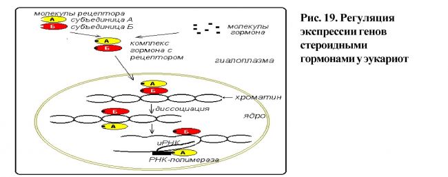 Экспрессия генов — википедия. что такое экспрессия генов
